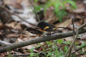 American Redstart