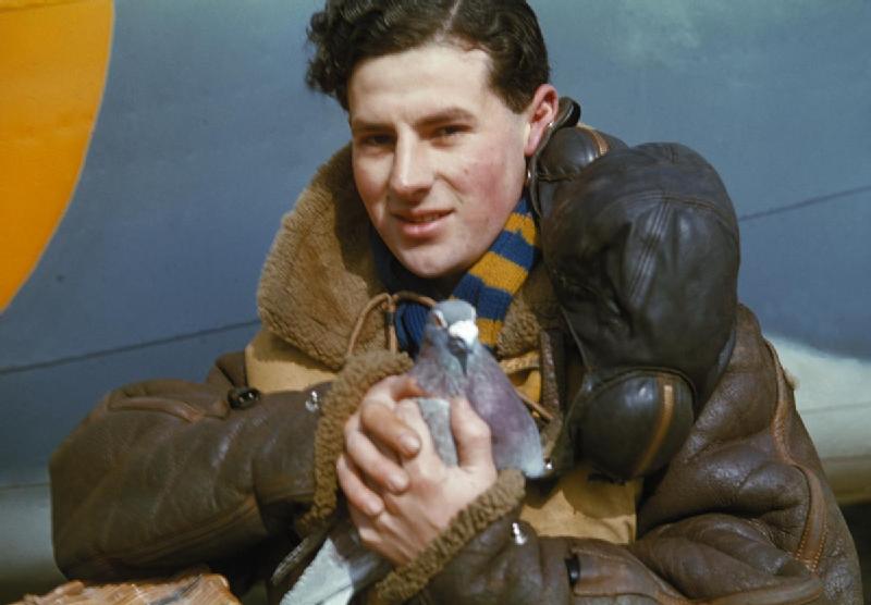 A_member_of_the_crew_of_an_RAF_Coastal_Command_Lockheed_Hudson_holding_a_carrier_pigeon,_1942._TR42