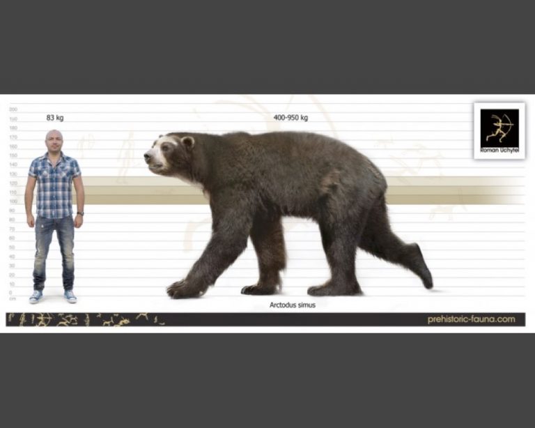 Animals you’re glad don’t exist: Giant Short-Faced Bear by Conner S ...