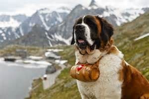 saint bernard