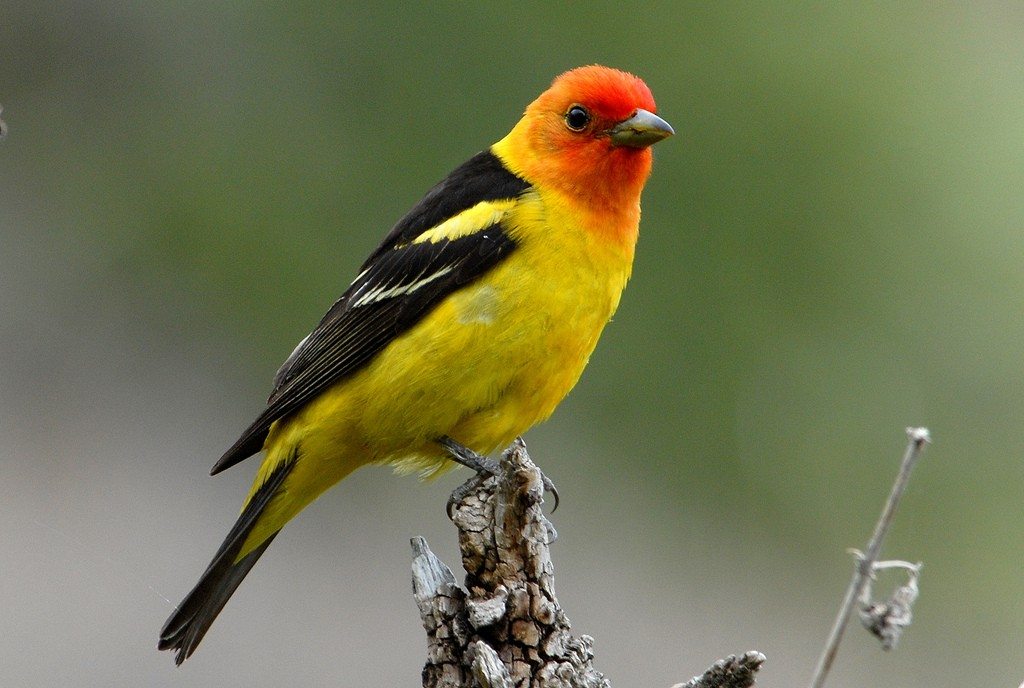 THE WESTERN TANAGER | Riverside Center for Imaginative Learning